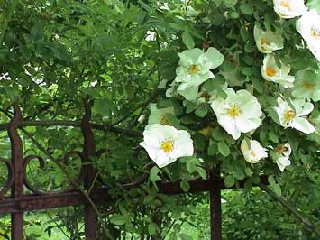 Le rosier ‘Névada’