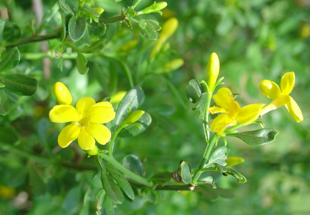 Le jasmin d’hiver fait le décor