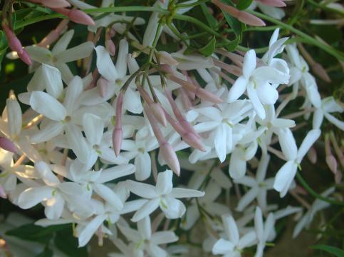 Le jasmin d’été au parfum capiteux