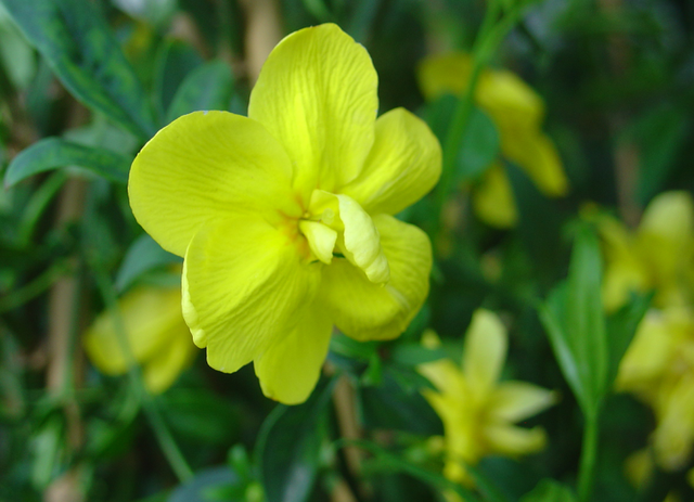 Palisser une plante grimpante