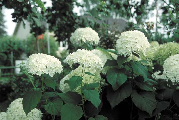 Les hydrangea: h. arborescens