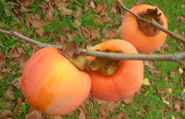 Laissons mûrir les kakis