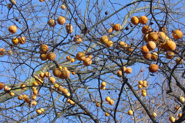 Aimez-vous les fruits colorés du plaqueminier?