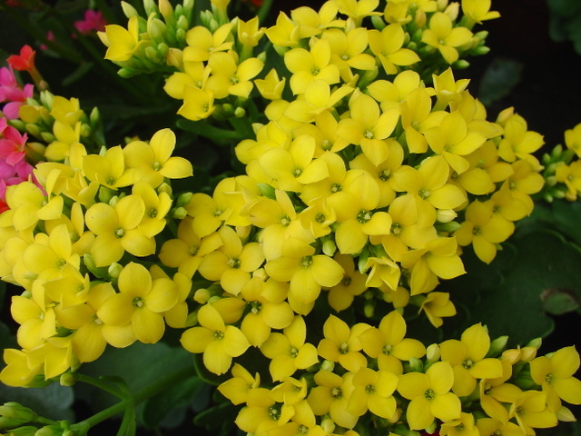 Ces kalanchoés qui ne demandent qu’à fleurir