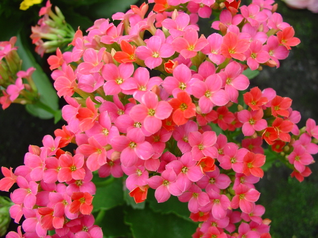 Offrir une plante pour Noël