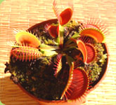 Jardin : les plantes karnivores (2/2)