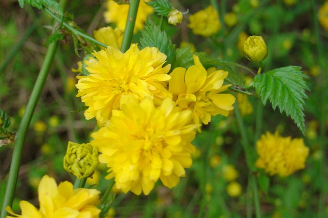 Quand les corêtes du Japon font un écran lumineux