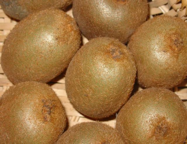 La récolte et la conservation des kiwis