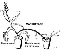Multiplier ses plantes par marcottage
