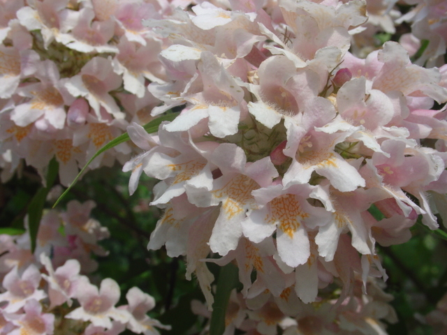 Connaissez-vous le kolkwitzia amabilis?