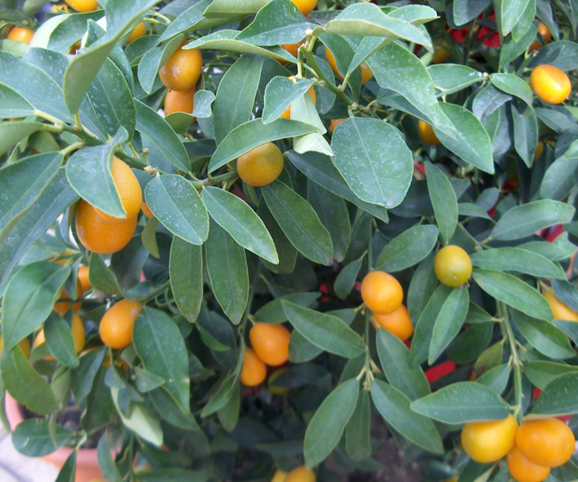 Un petit agrume: le kumquat