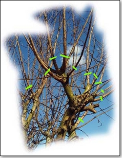 Le recépage, une taille à faire en hiver,