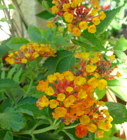 Les fleurs de saison font le maximum