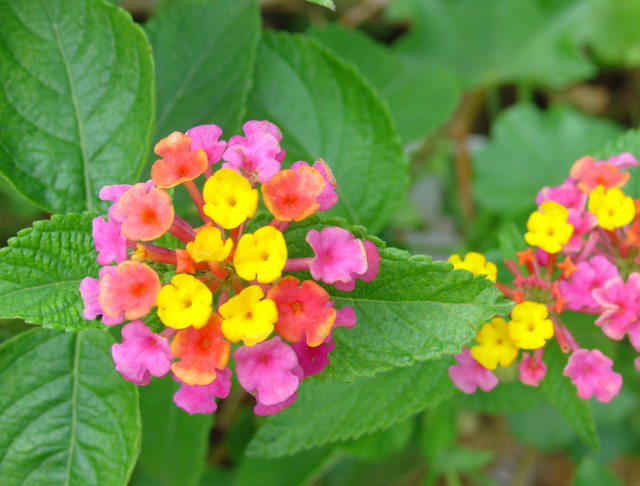 Un adepte de la sècheresse : le lantana