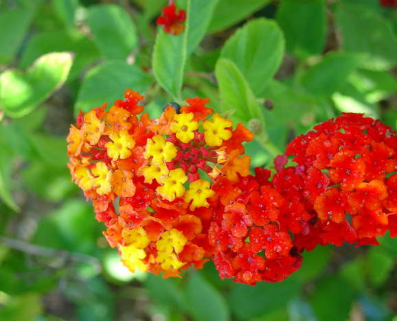 Protégez vos plantes frileuses