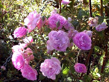 Rosiers toutes situations: exposition nord