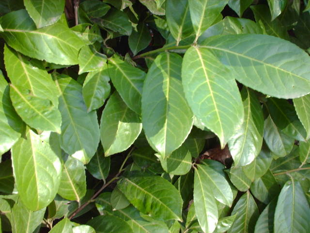 Les lauriers cerise pour une haie bien touffue