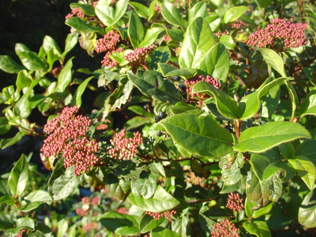 Plantons, transplantons arbres et arbustes