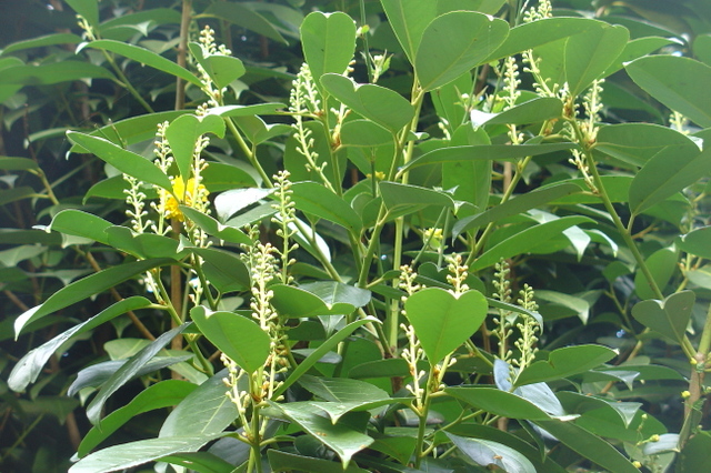 Des lauriers-cerise en fleurs