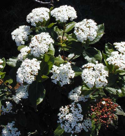 Des haies fleuries en hiver, le laurier-tin