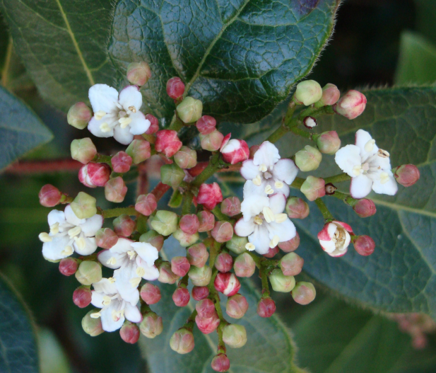 Des plantations en terrain calcaire