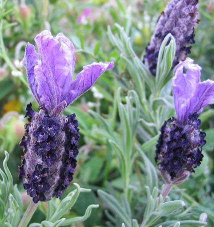 Plantez des lavandes