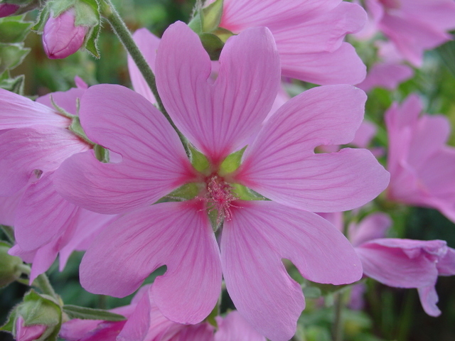 Annuelles ou arbustives? Choisissez vos lavatères