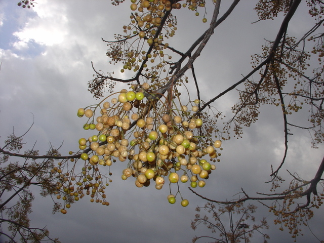 Le melia azedarach, l’arbre aux chapelets