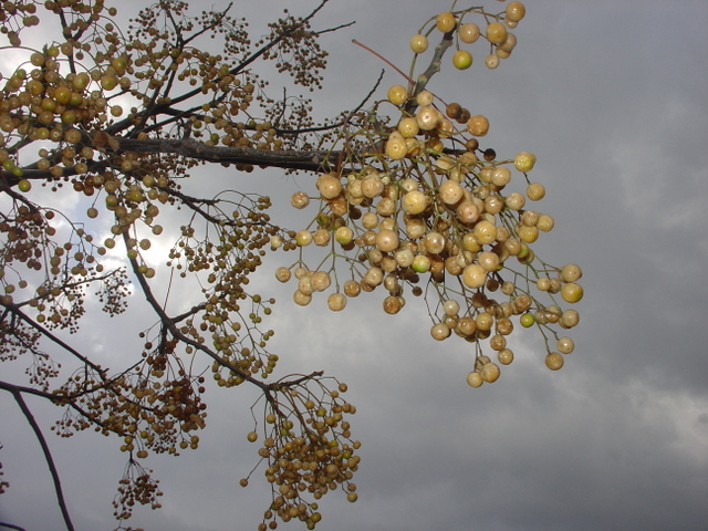 Occupons-nous de nos arbres et de nos arbustes