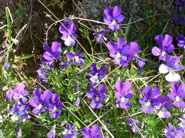 Le bon geste pour les pensées