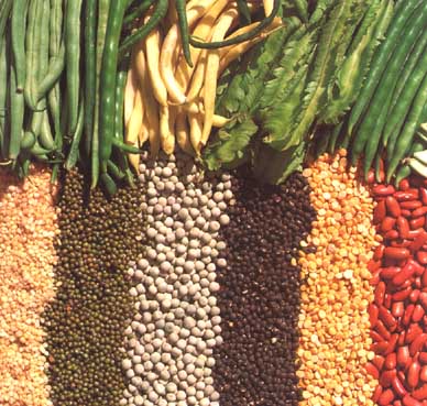 Jardin en automne : la rotation des cultures du potager