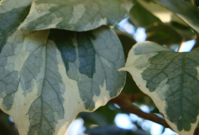 Heureusement il y a le lierre!