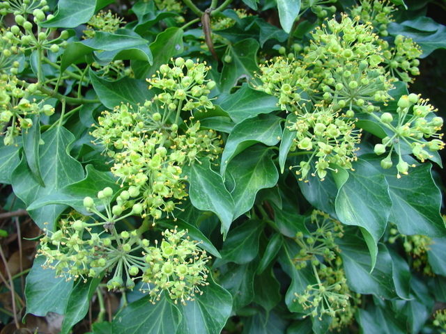 Le lierre commun, un excellent grimpeur