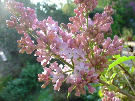 Mes lilas sont défleuris et les vôtres?