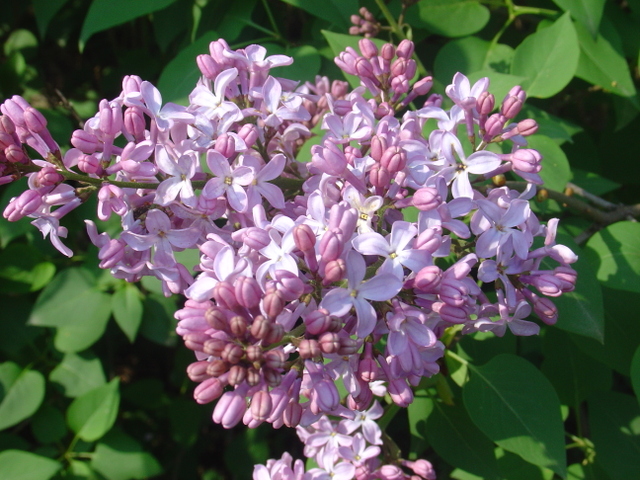 Toujours là, le lilas d’autrefois