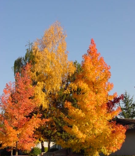 L’ « ambre de l’automne »