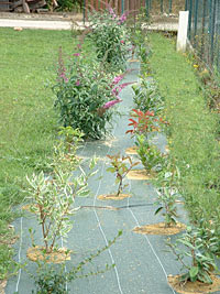 Préparez l’installation d’une haie