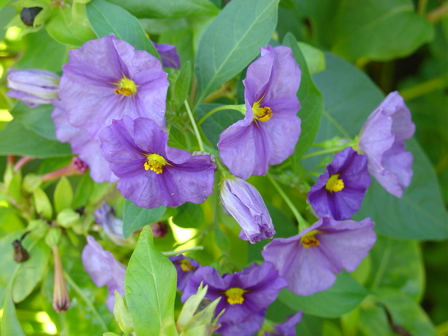 Le lycianthe rantonnetii, un beau solanum