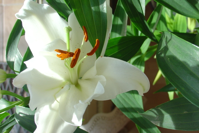 Une belle potée de lys blanc