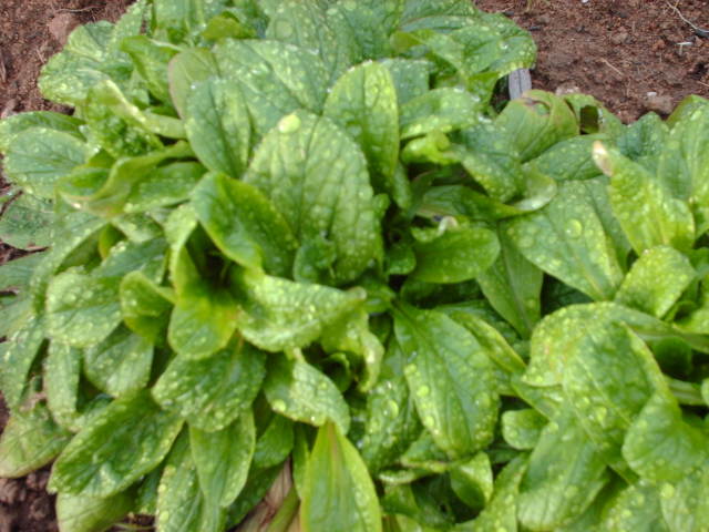 La mâche, douceur d’une salade