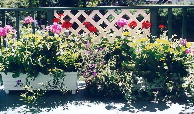 Jardinères de printemps