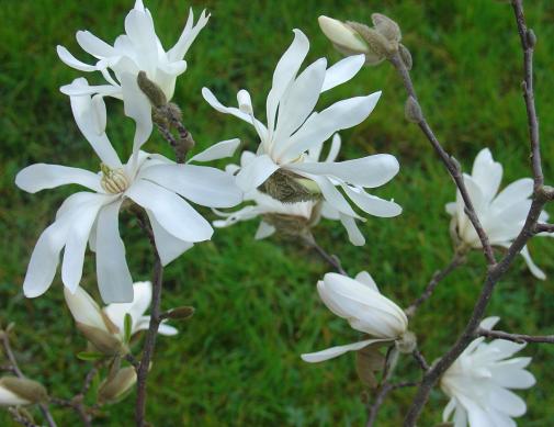 La beauté raffinée du magnolia étoilé