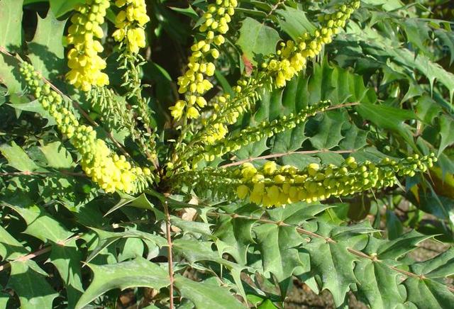 Le mahonia, une floraison hivernale