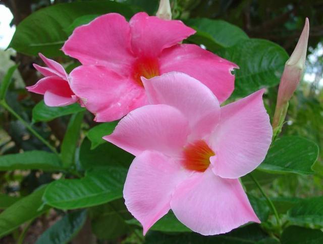Le mandevilla et ses fleurs en trompettes.