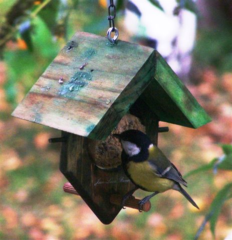Nourrir les oiseaux en hiver