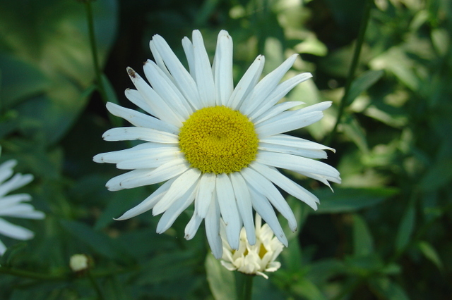 Jolies marguerites, on vous aime!