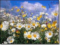 Manifestations jardin au mois de juillet