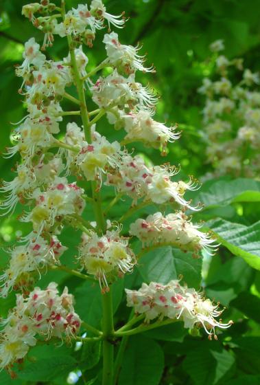 Un arbre imposant: le marronnier d’Inde