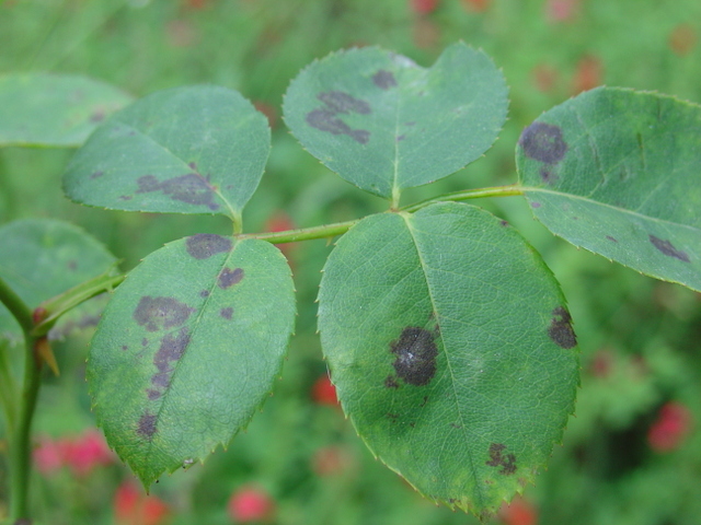 Maladie du rosier: le marsonia