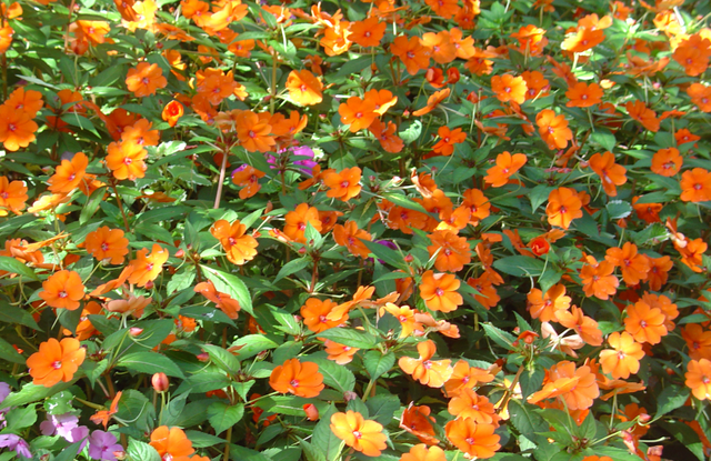 Pas de surprise avec les impatiens